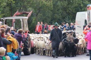 Einzug der Schafe beim Schaftag 2015